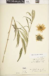 Helianthus grosseserratus image