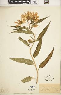 Helianthus grosseserratus image