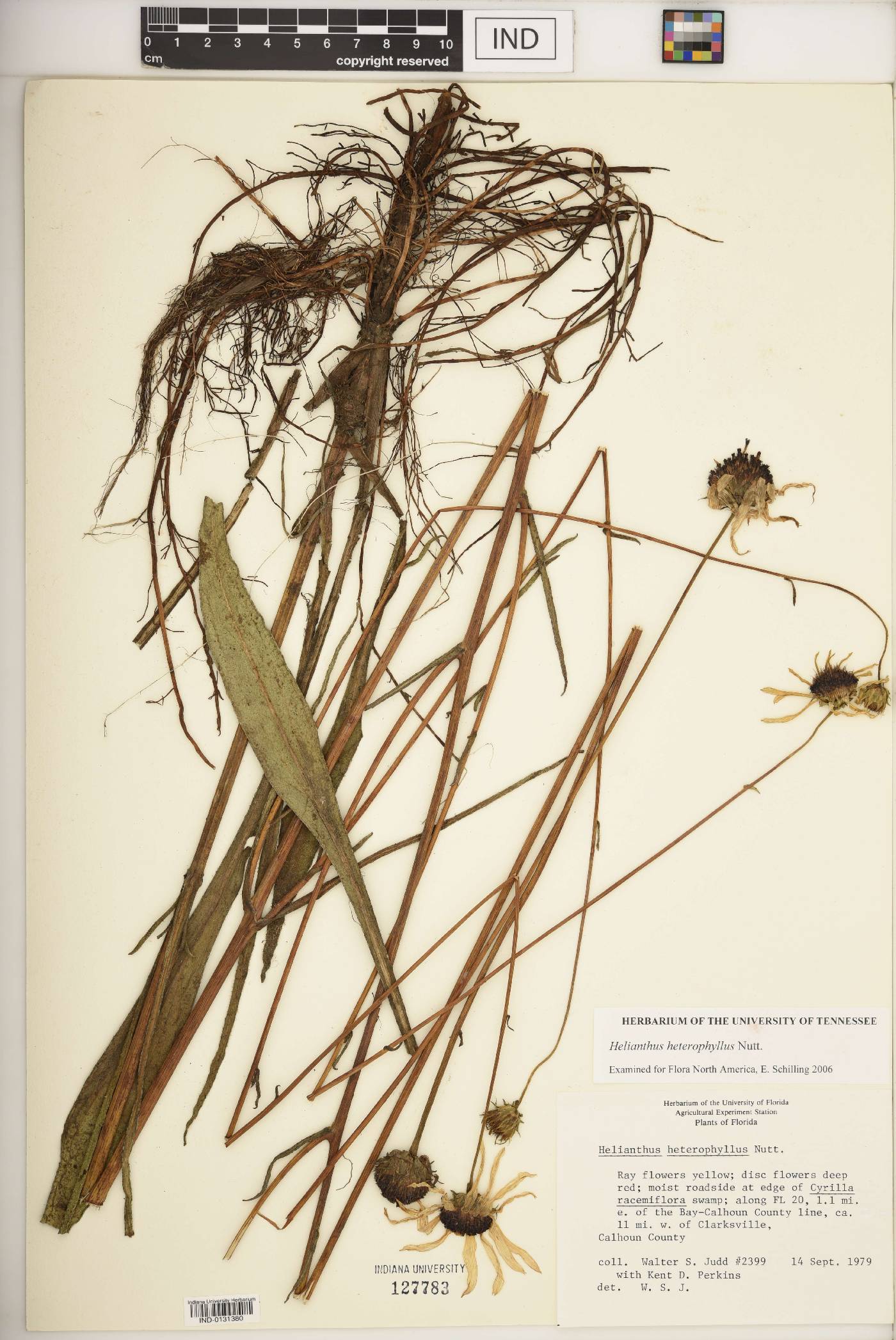 Helianthus heterophyllus image