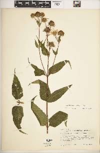 Helianthus hirsutus image