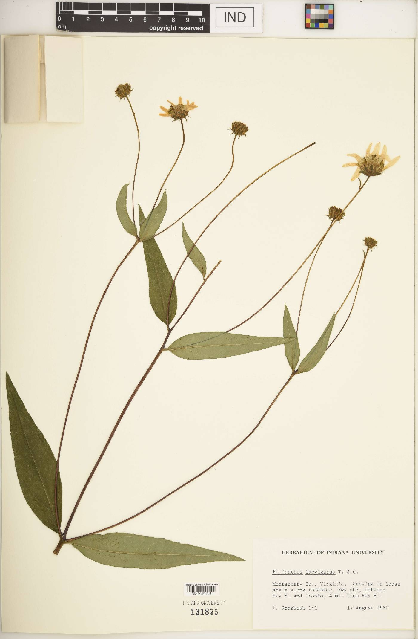 Helianthus laevigatus image