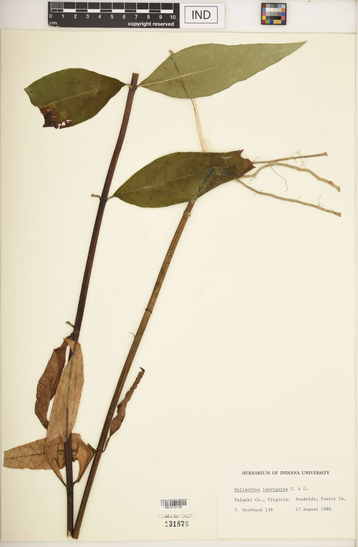 Helianthus laevigatus image