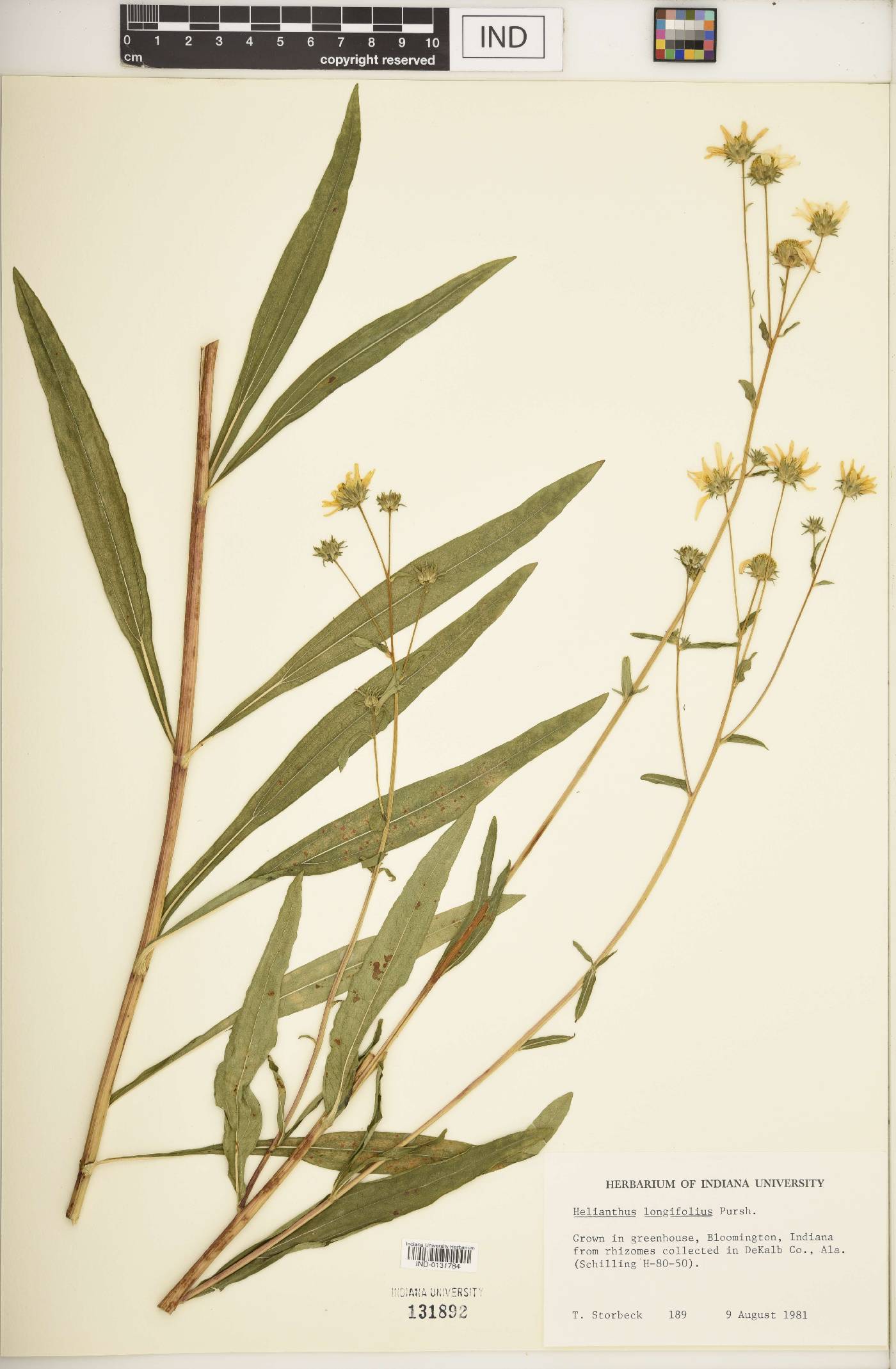 Helianthus longifolius image