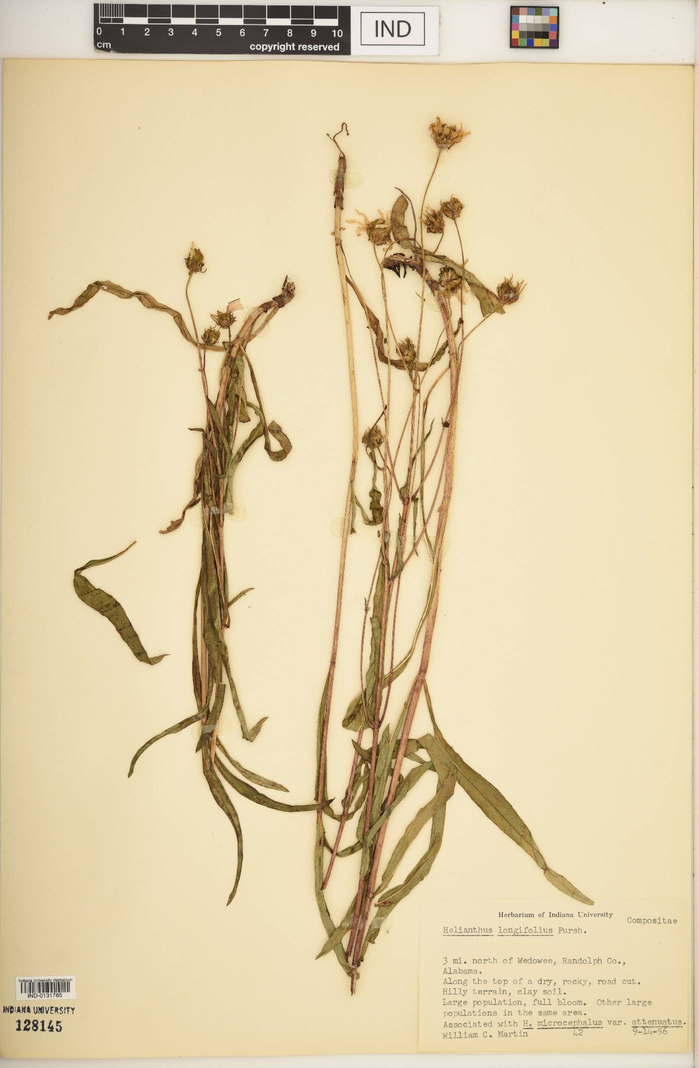 Helianthus longifolius image