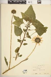 Helianthus neglectus image