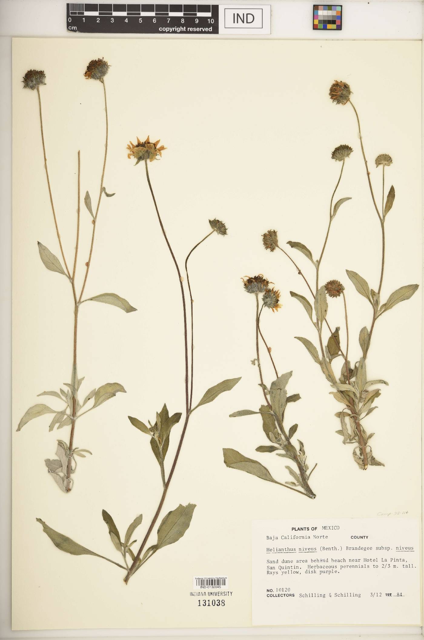 Helianthus niveus subsp. niveus image