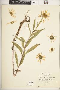 Helianthus nuttallii image