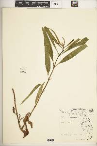 Helianthus nuttallii image