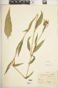 Helianthus nuttallii subsp. rydbergii image