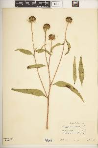 Helianthus nuttallii image