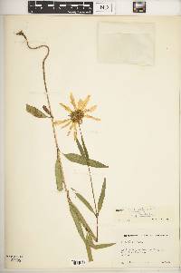 Helianthus nuttallii image