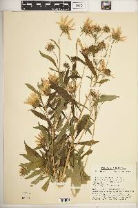 Helianthus nuttallii image