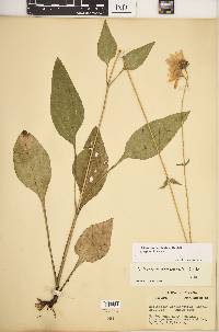 Helianthus occidentalis subsp. occidentalis image