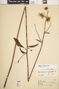 Helianthus occidentalis subsp. occidentalis image