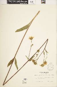 Helianthus occidentalis image