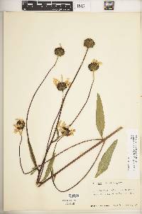 Helianthus pauciflorus image