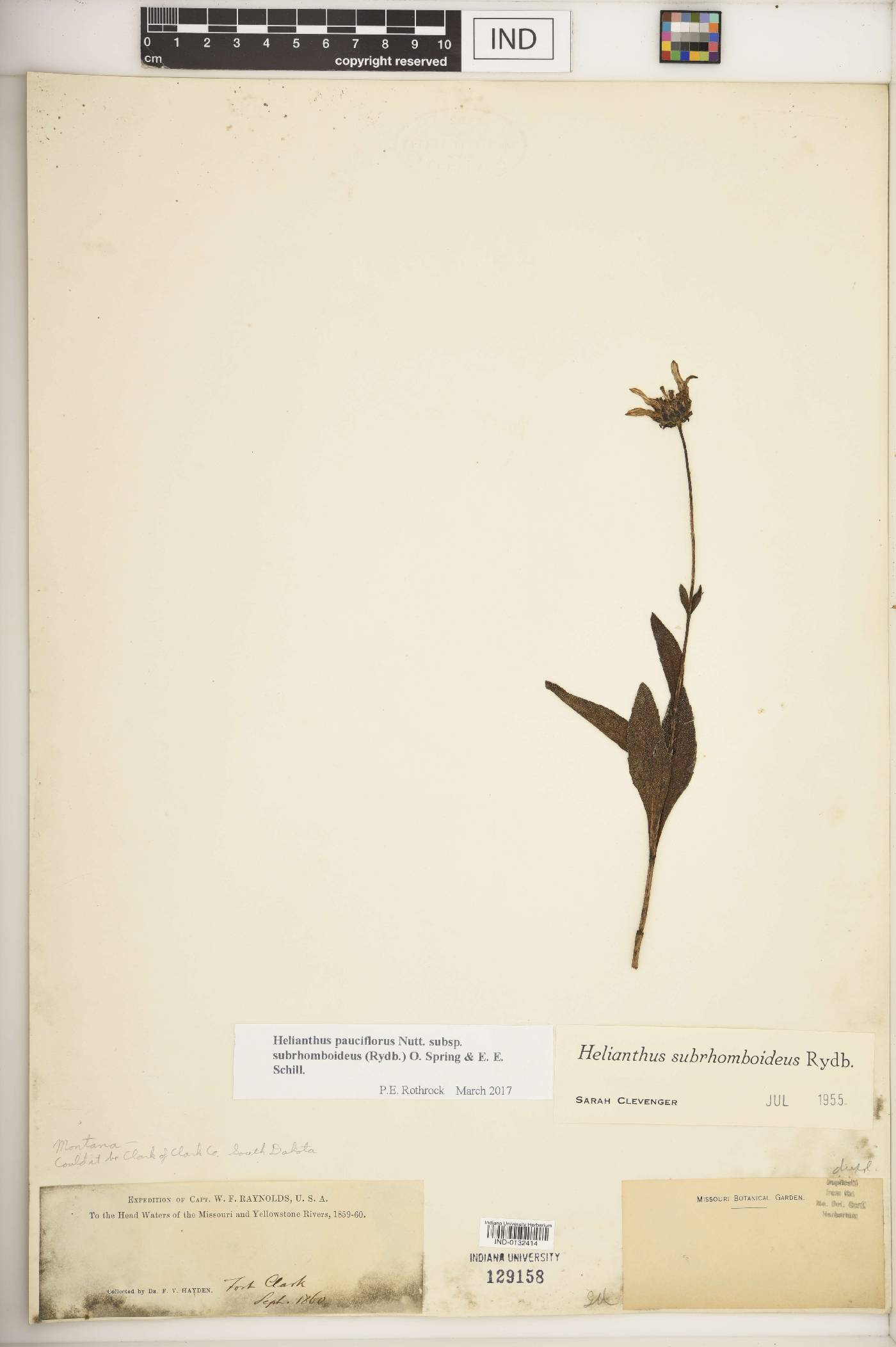 Helianthus pauciflorus subsp. subrhomboideus image