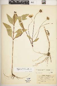 Helianthus pauciflorus subsp. subrhomboideus image