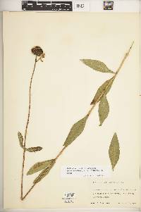 Helianthus pauciflorus image