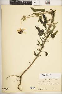 Helianthus petiolaris subsp. petiolaris image