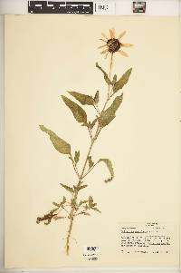 Helianthus petiolaris image