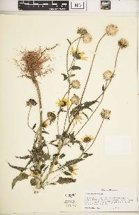 Helianthus petiolaris image