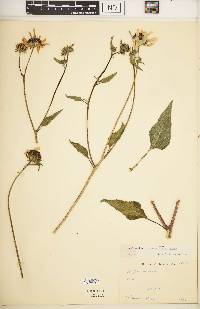 Helianthus petiolaris subsp. fallax image