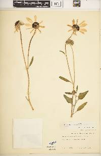 Helianthus petiolaris image