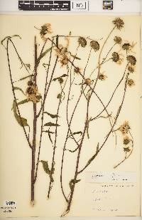 Helianthus petiolaris subsp. fallax image