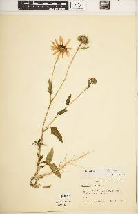 Helianthus petiolaris subsp. fallax image