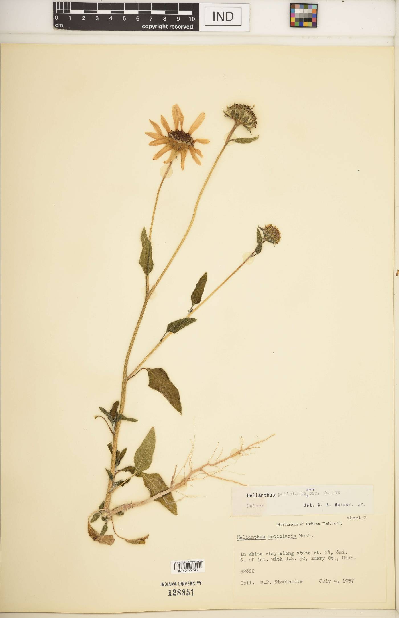 Helianthus petiolaris subsp. fallax image