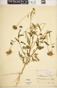 Helianthus petiolaris image