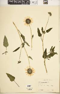 Helianthus petiolaris image