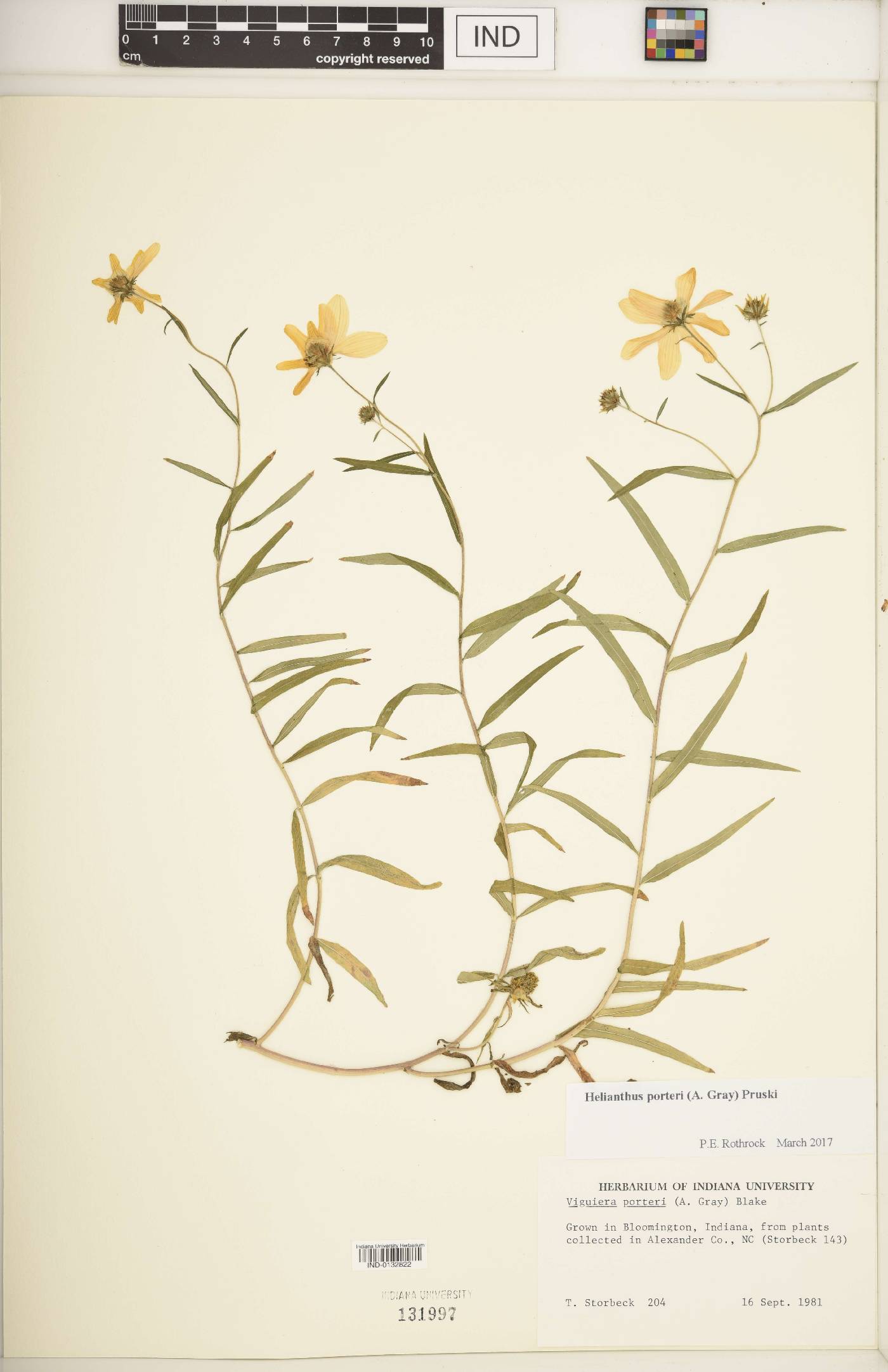 Helianthus porteri image