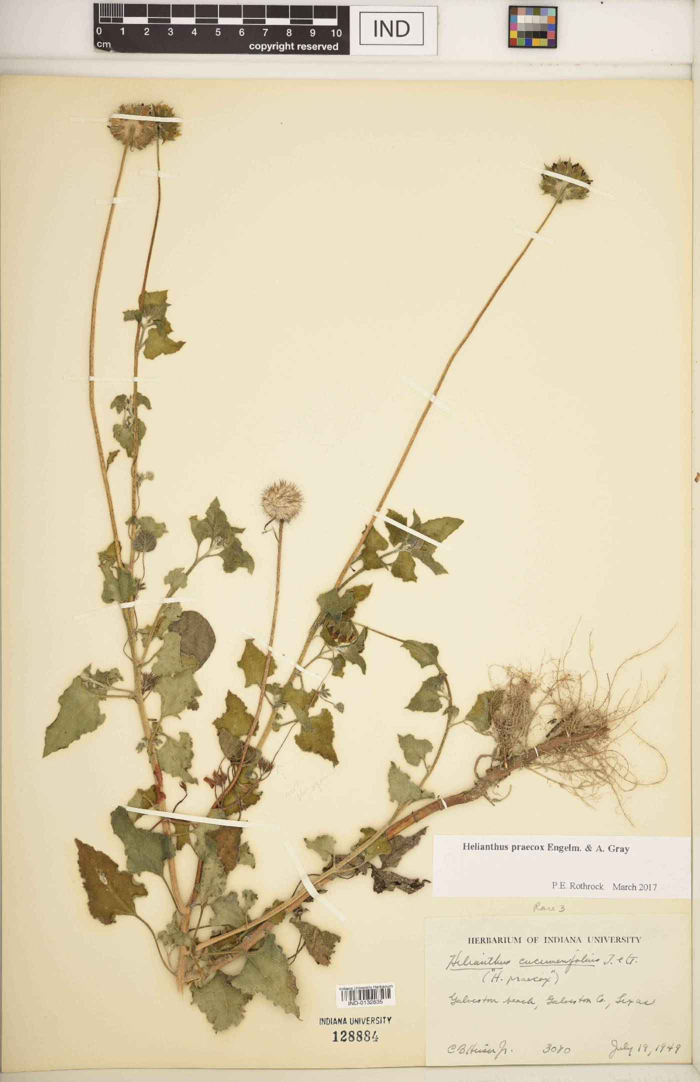 Helianthus praecox image