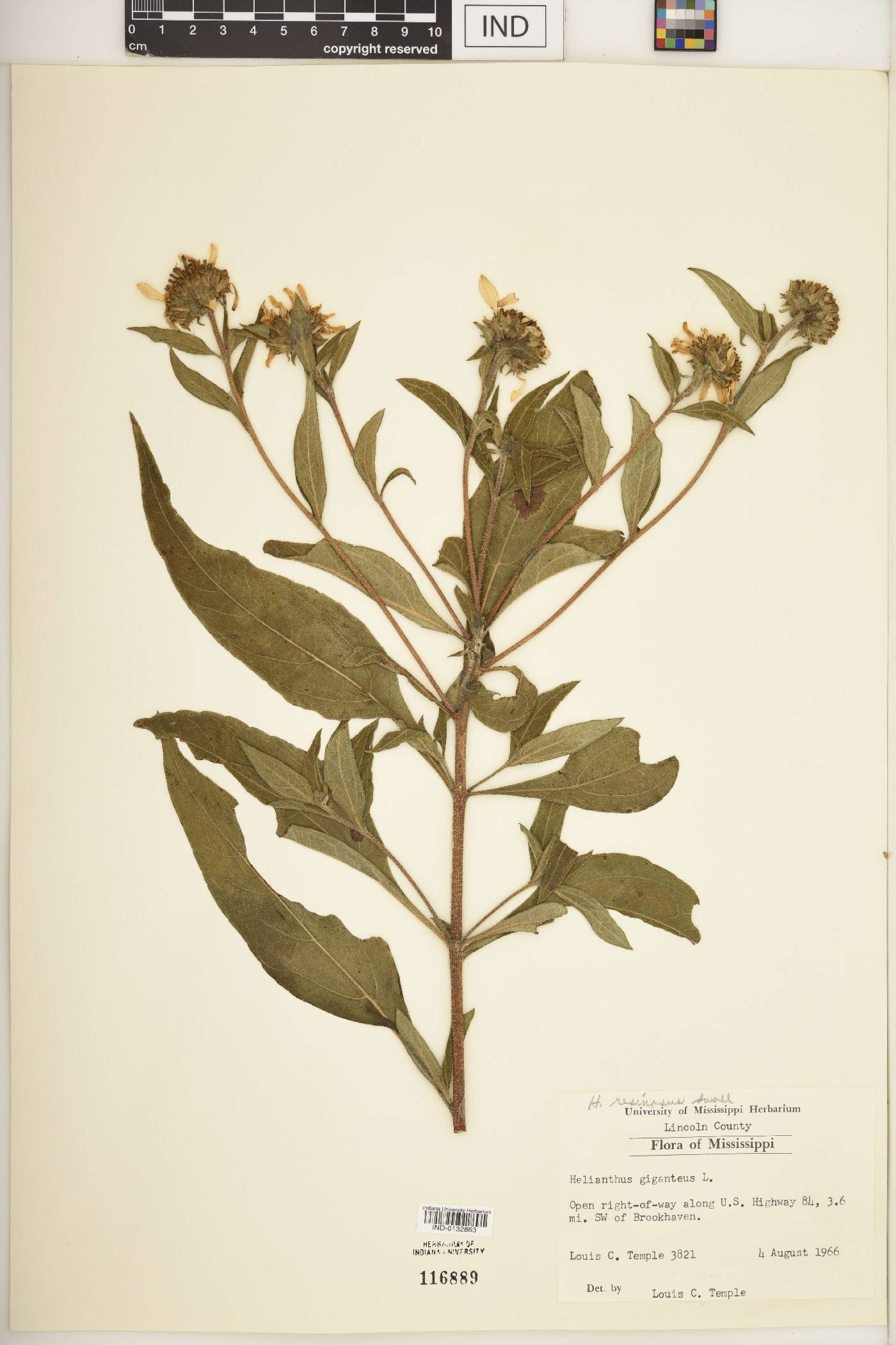 Helianthus resinosus image