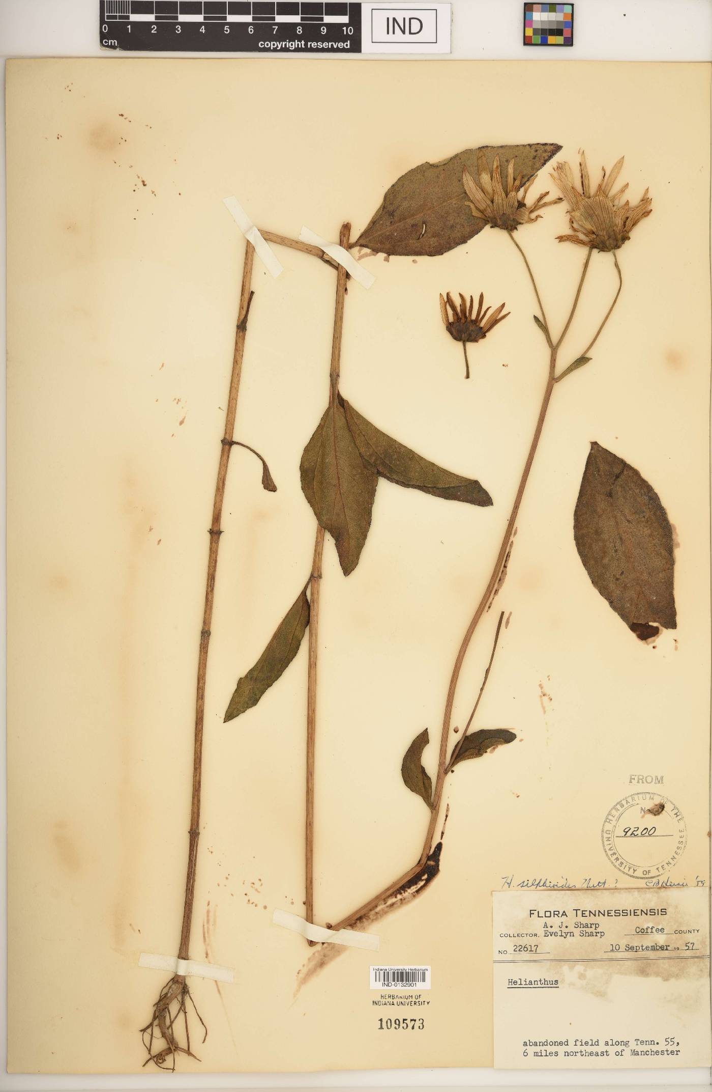 Helianthus silphioides image