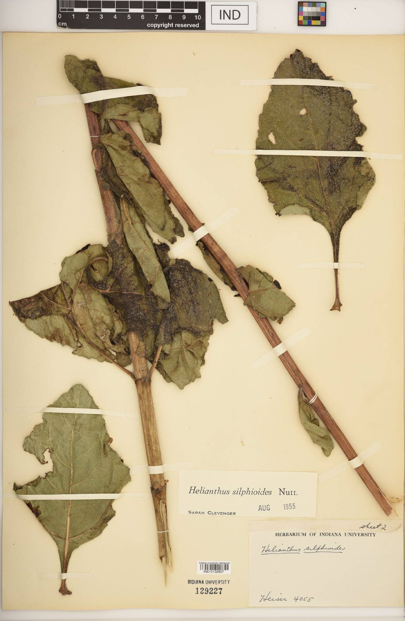 Helianthus silphioides image
