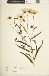 Helianthus simulans image