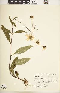 Helianthus simulans image