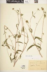 Helianthus smithii image