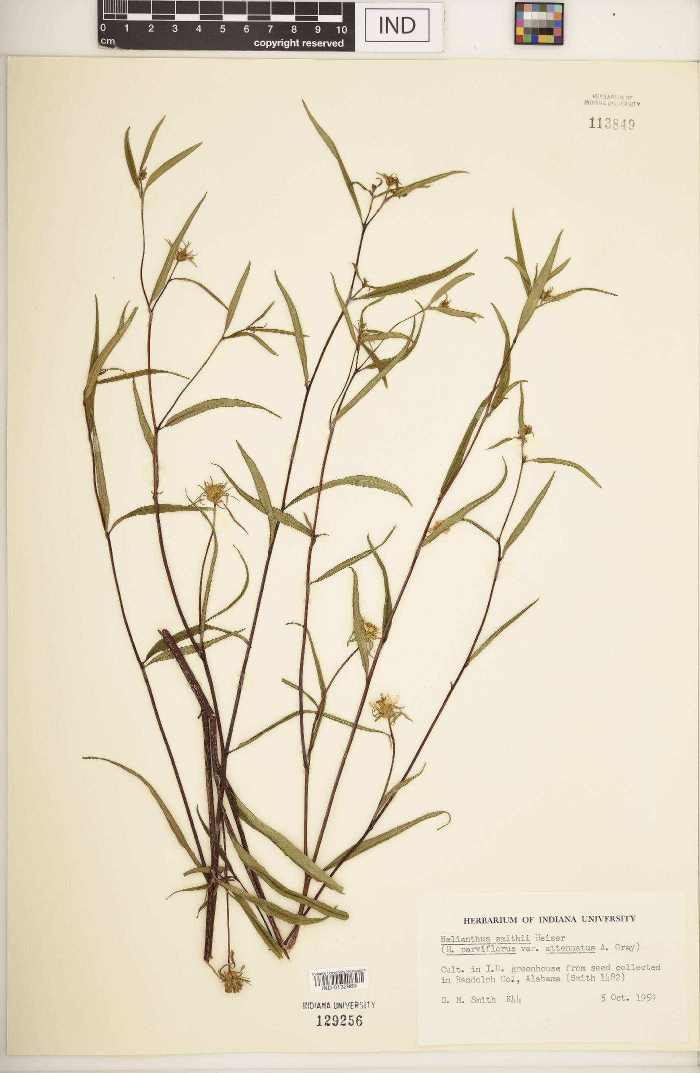 Helianthus smithii image