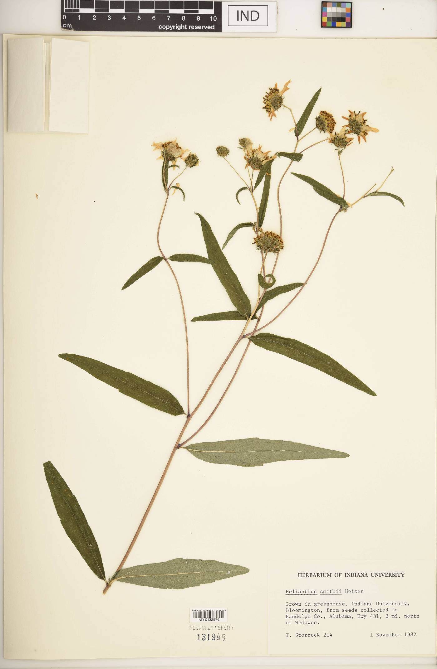 Helianthus smithii image