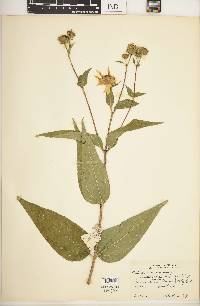 Helianthus strumosus image