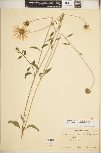 Helianthus praecox subsp. praecox image