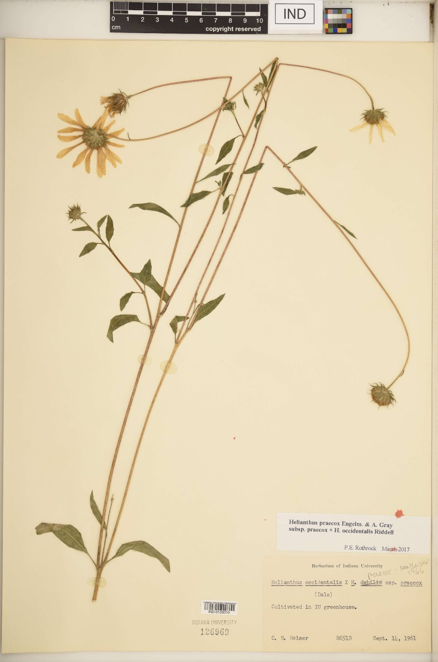 Helianthus praecox subsp. praecox image