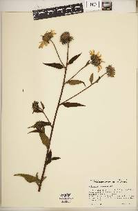 Helianthus resinosus image