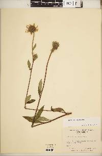 Helianthus resinosus image