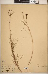 Helianthus salicifolius image