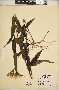Helianthus strumosus image
